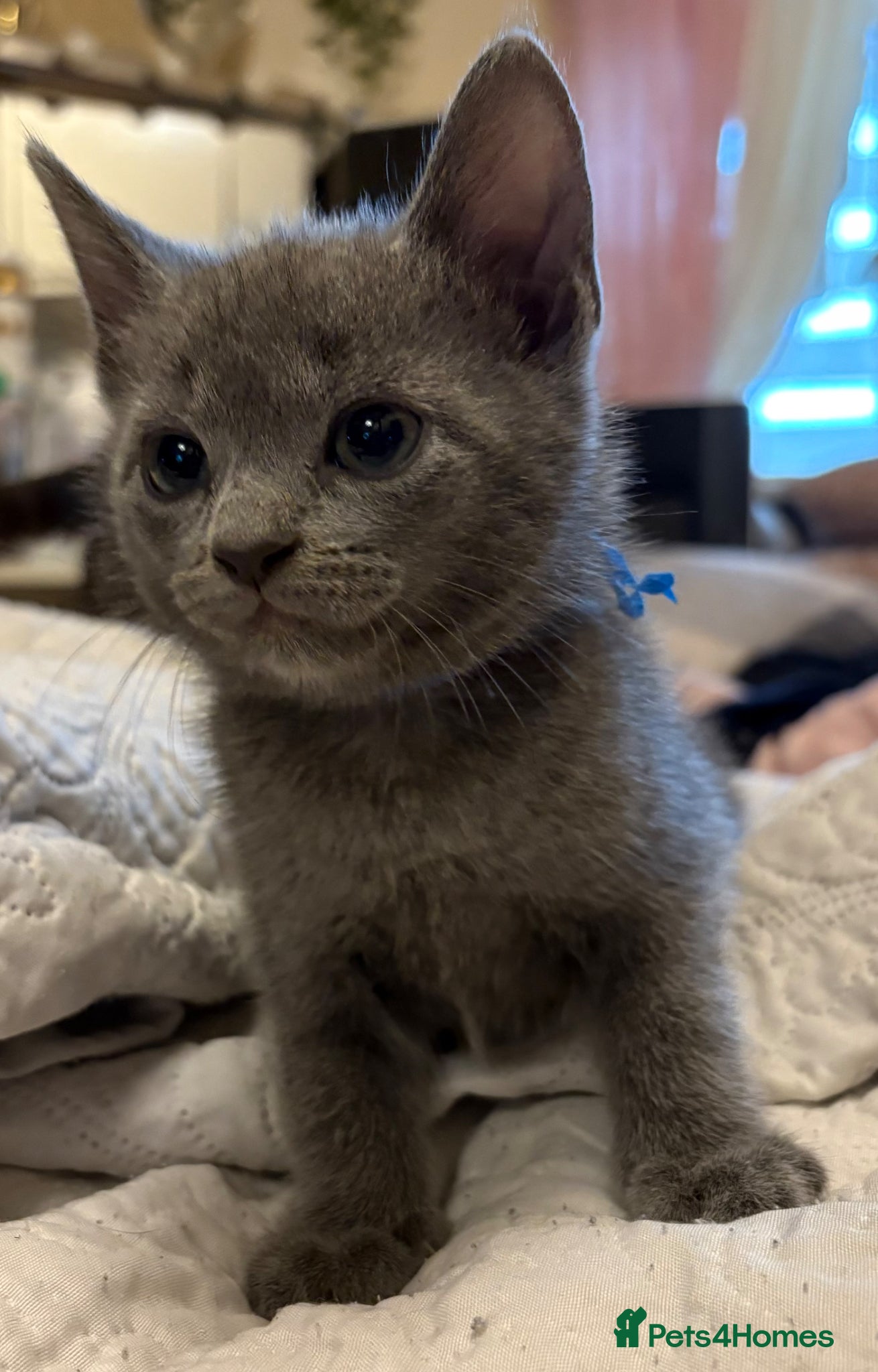 Russian Blue cats for sale: Blue Russian kittens - Advert 22