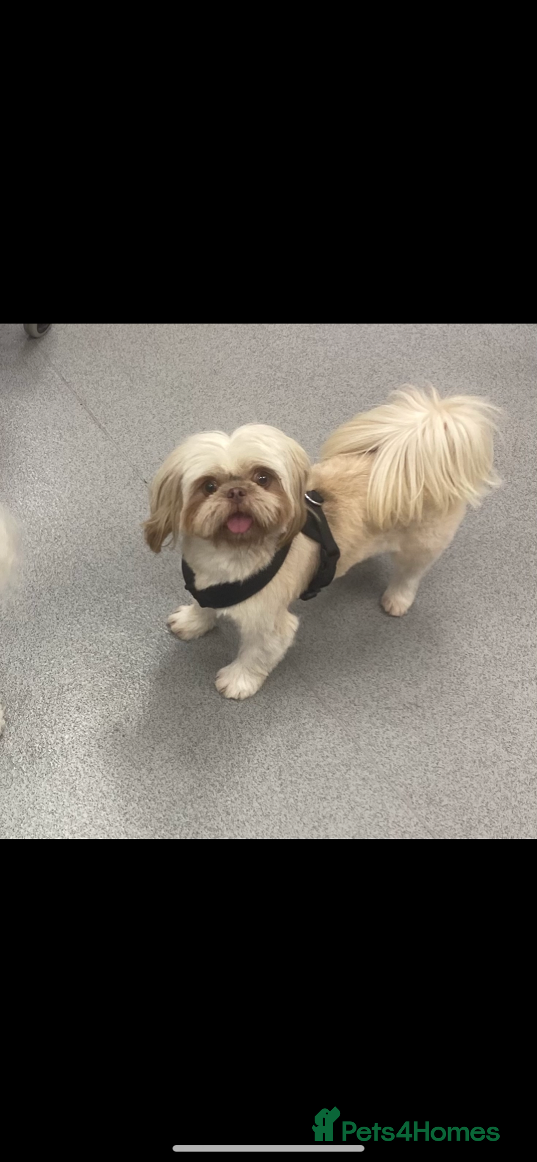 Shih Tzu dogs for sale: Chocolate imperial shihtzu puppies - Advert 9