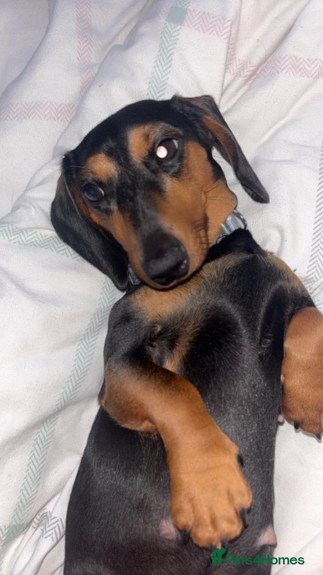 Miniature Dachshund dogs for sale: Outstanding Quality True miniature dachshunds - Advert 4