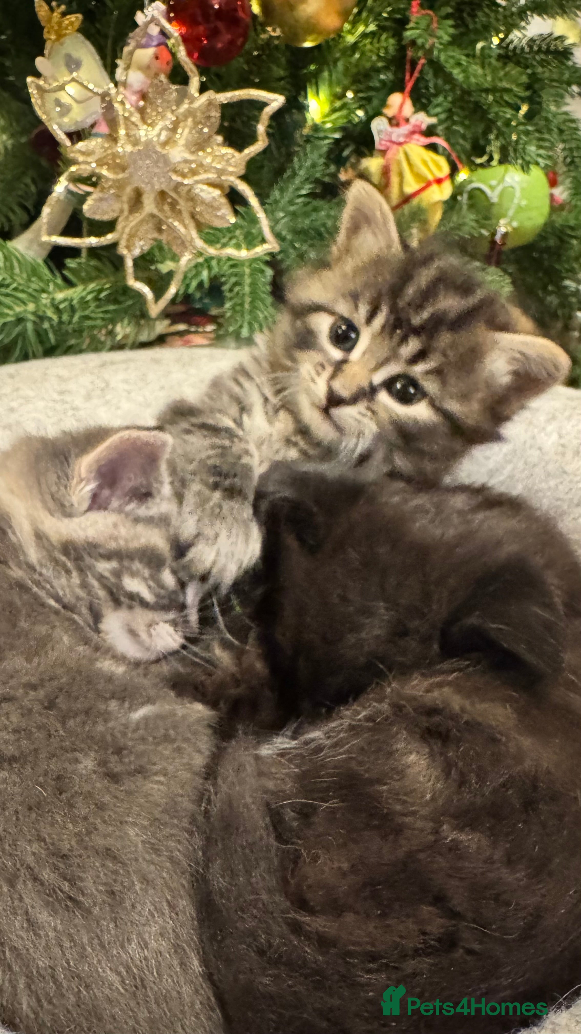 Maine Coon cats Maine coon cross kitten  - Advert 3