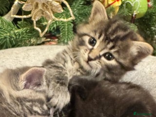 Maine Coon cats Maine coon cross kitten - Advert 3