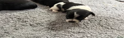 Jack Chi dogs for sale: 6 Adorable Puppies for Sale-4 Black, 2 Blac &White in Stourport-on-Severn - Advert 4