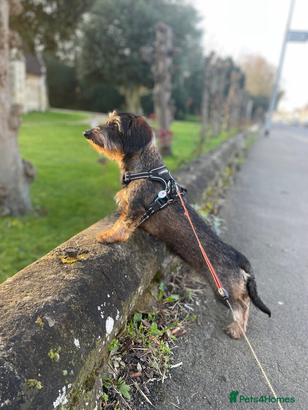 Dachshund dogs for stud: WIREHAIRED TECKEL DACHSHUND available for stud - Advert 4