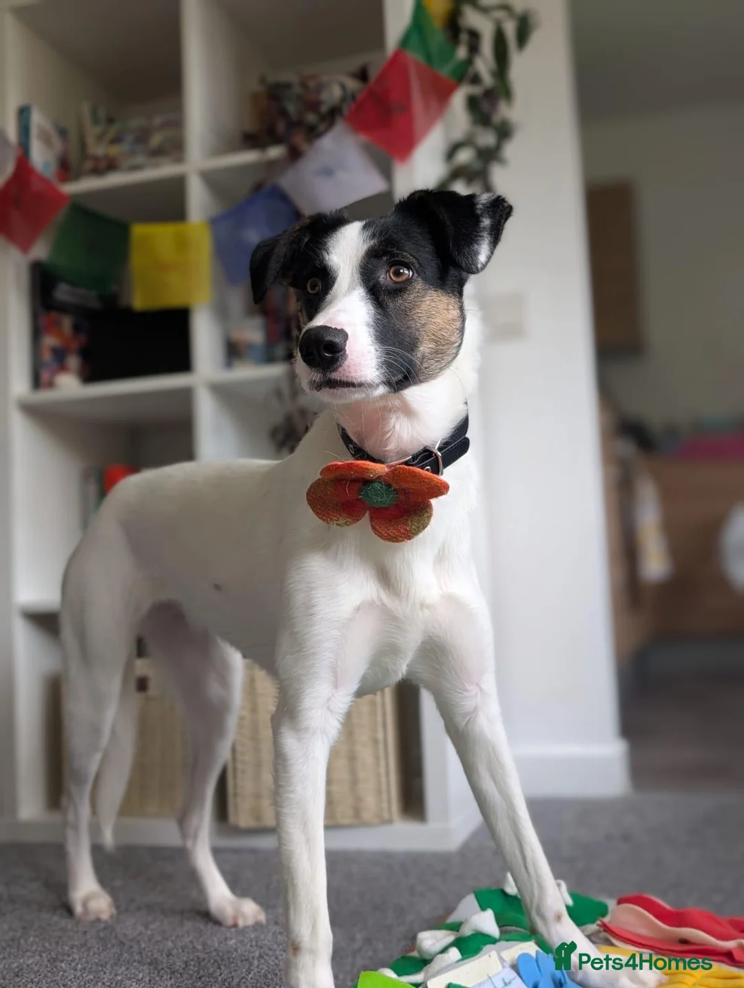 Mixed Breed dogs for sale: Panda in Bathgate - Advert 2