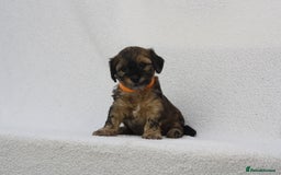 Mixed Breed dogs for sale: Havatoodle Pups - Image 15