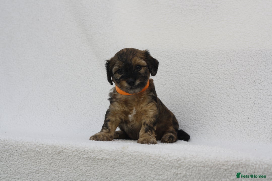 Mixed Breed dogs for sale: Havatoodle Pups - Image 15