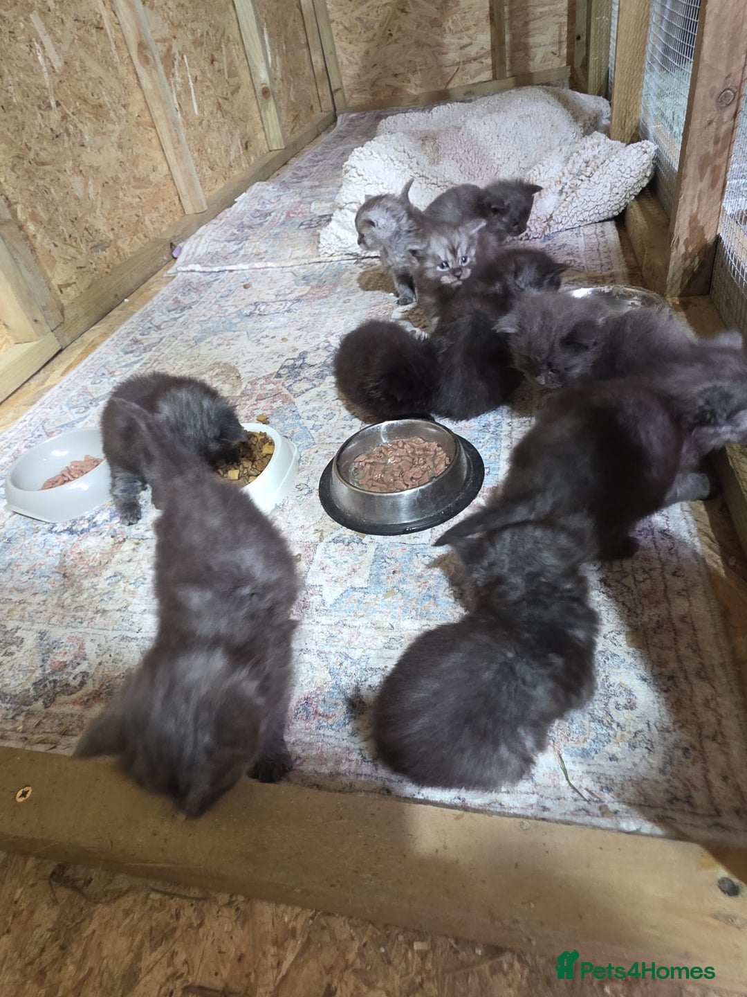 Maine Coon cats for sale: Pure Breed Maine Coone Kittens - Advert 9