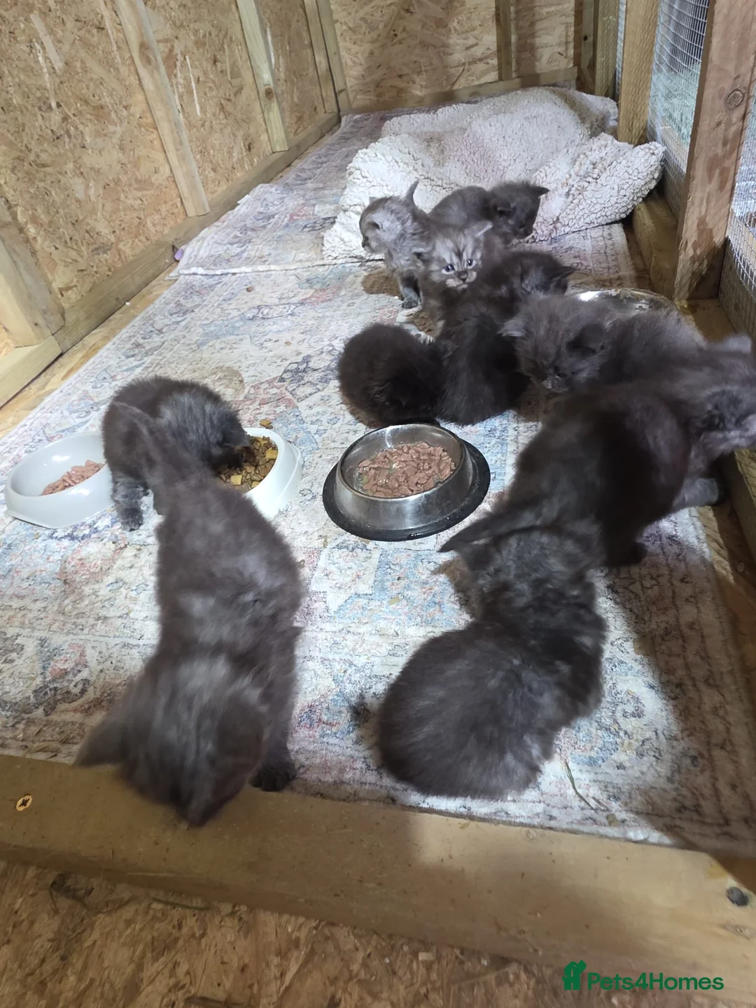 Maine Coon cats for sale: Pure Breed Maine Coone Kittens - Advert 10