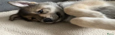 Shepsky 1