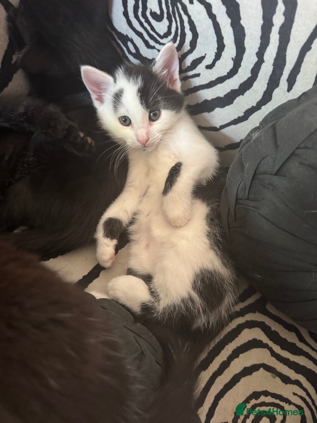 Mixed Breed cats for sale: Gorgeous male fur baby, half ragdoll - Image 7