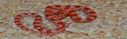 Corn Snake reptiles for sale: Corn Snakes - Advert 1