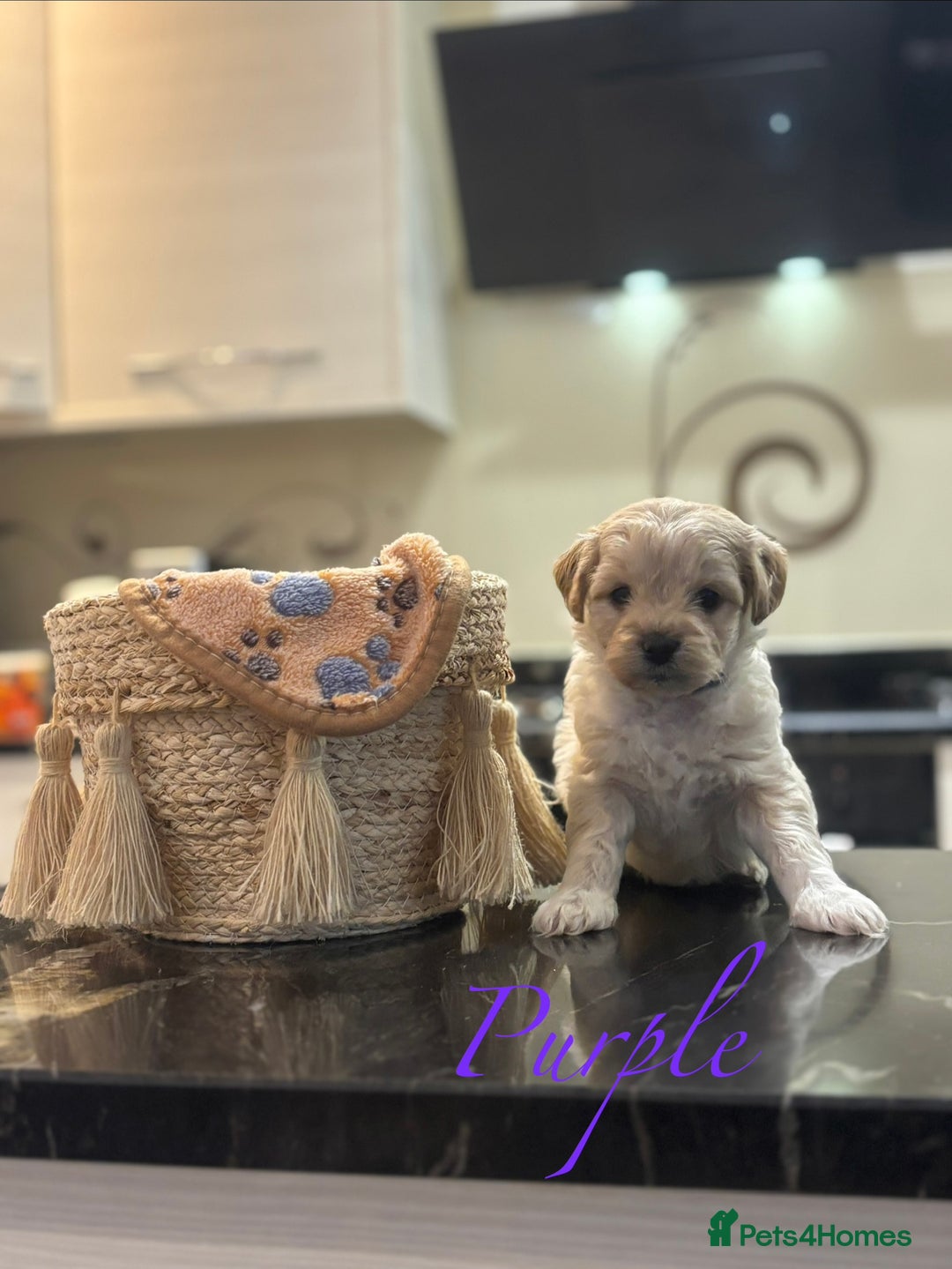 Mixed Breed dogs for sale: Peke-a-Chon puppies 🐶  - Image 16