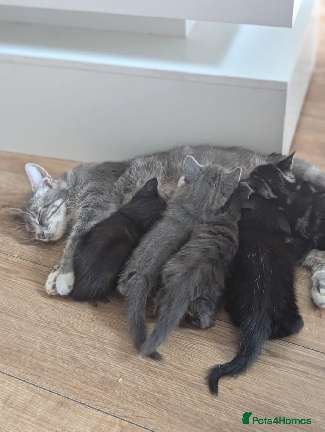 Mixed Breed cats for sale: 4 beautiful kittens for sale.  - Image 13
