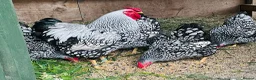 Chickens poultry for sale: Large Fowl and Bantam Hatching Eggs - Advert 5