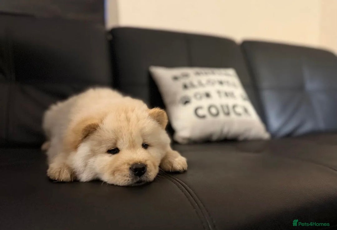 Chow Chow dogs for sale:  **  Litter of  Chow Chow Puppies - Advert 9