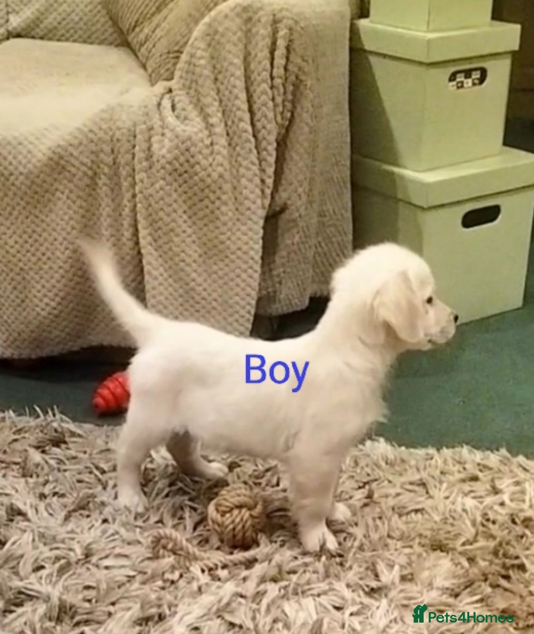 Golden Retriever dogs for sale: GOLDEN RETRIEVER PUPS - Advert 14