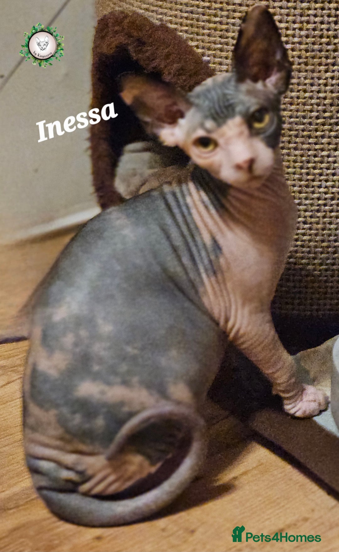 Sphynx cats for sale: Adorable Canadian Sphynx – Champion line - Advert 26