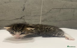 Mixed Breed cats for sale: 5 Mixed Breed Kittens for sale - Image 6