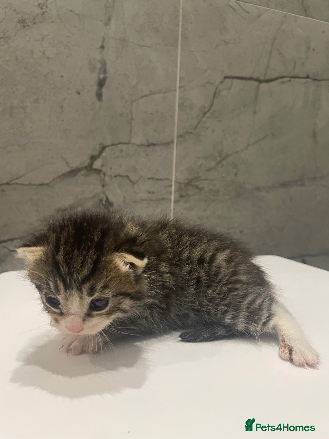Mixed Breed cats for sale: 5 Mixed Breed Kittens for sale - Image 6