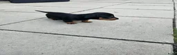 Miniature Dachshund dogs for sale: Miniature dachshund puppies  - Advert 10