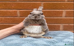Rex rabbits for sale: Female & male mini rex rabbit kits VIENNA - Image 20