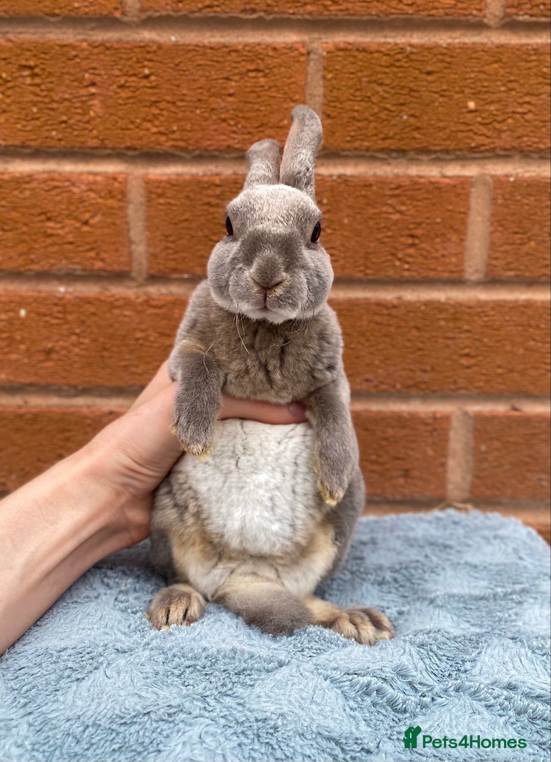 Rex rabbits for sale: Female & male mini rex rabbit kits VIENNA - Image 20