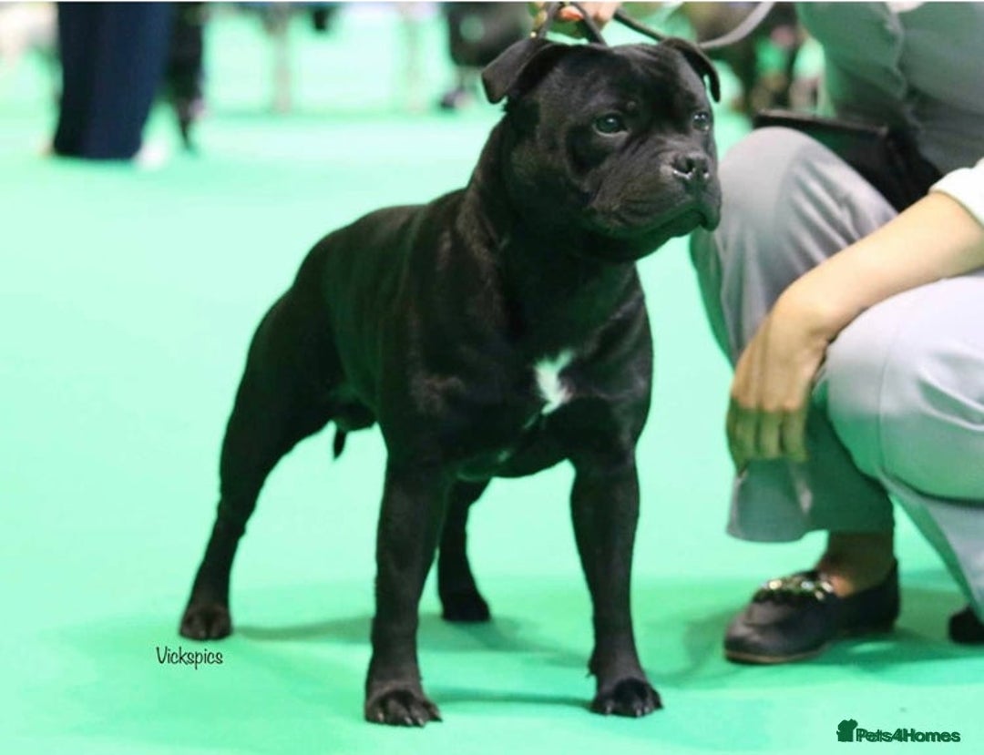 Staffordshire Bull Terrier dogs for sale: Chunky Staffy puppies excellent bloodline - Image 7
