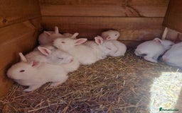 New Zealand rabbits for sale: 11 New zealand rabbits for Sale - Image 1