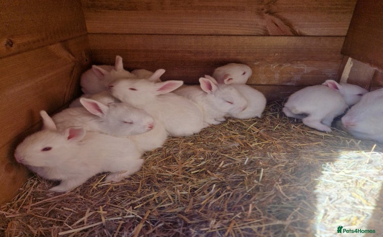 New Zealand rabbits - Advert 2