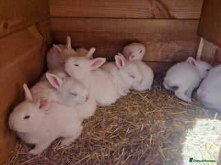 New Zealand rabbits - Advert 1