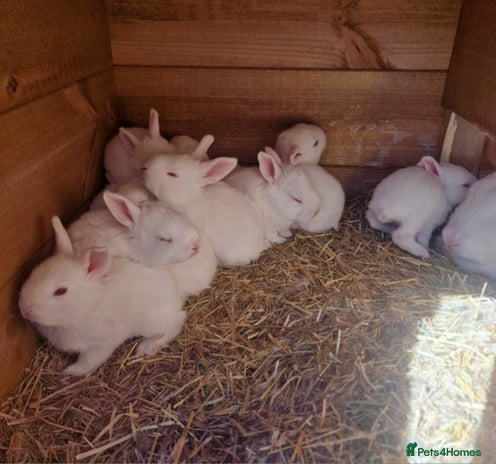 New Zealand rabbits New zealand rabbits 6 left - Advert 1