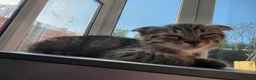 Scottish Fold cats for sale: *ONE LEFT, READY NOW* Pretty Scottish Fold girl  - Advert 7