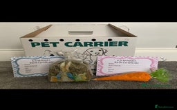 Netherland Dwarf rabbits for sale: 4 x Netherland Dwarf Bunnies 🐰  - Image 7
