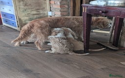 Cockapoo dogs for sale: Cockapoo x - Image 16
