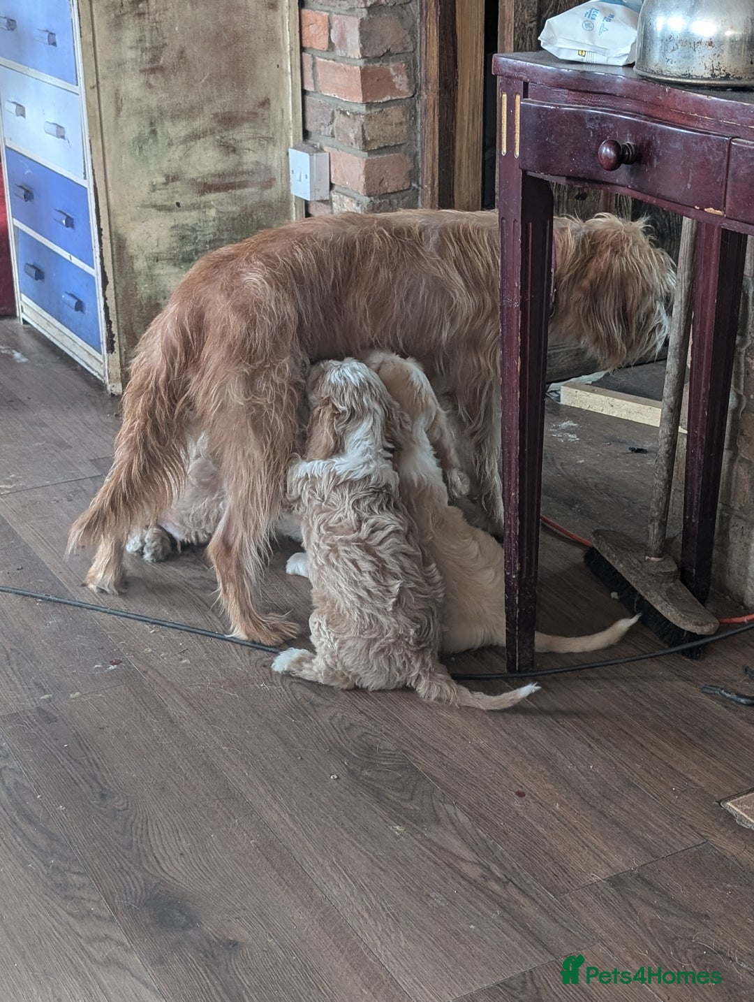 Cockapoo dogs for sale: Cockapoo x - Image 16