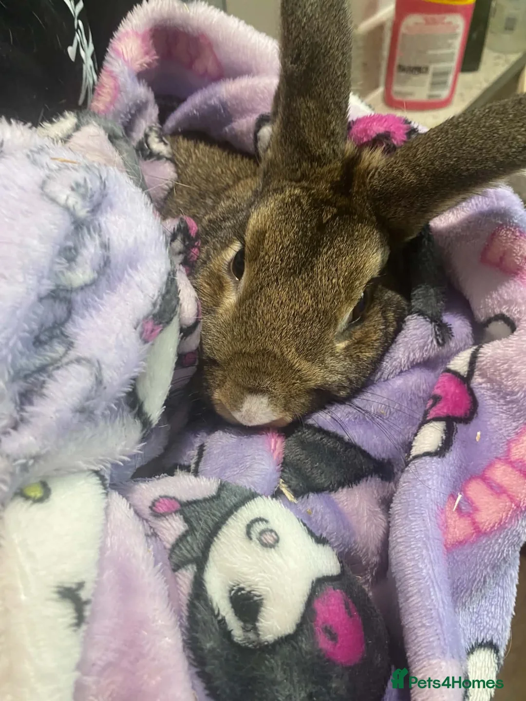 English rabbits for sale: Male rabbit  - Advert 2