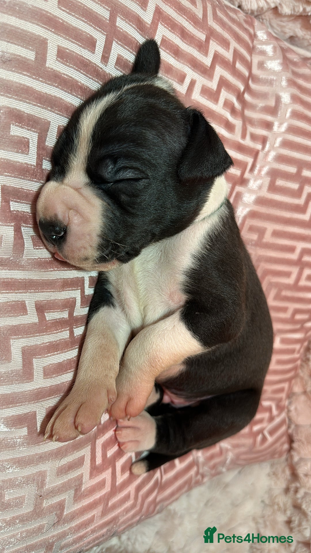 Great Dane dogs for sale: Stunning Great Dane Mantle Puppies - Image 6