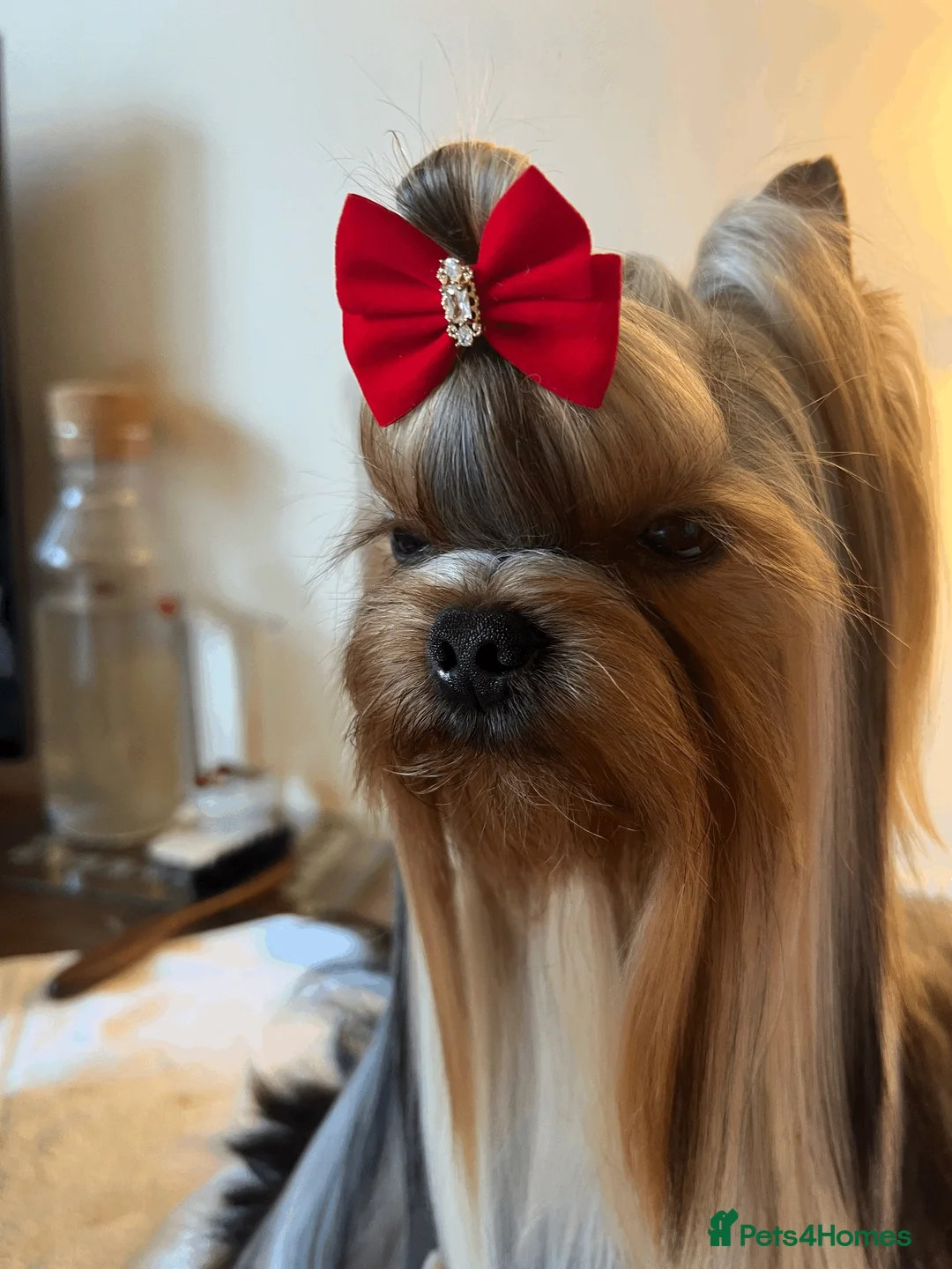 Yorkshire Terrier dogs for sale: Handsome boy KC reg in Liverpool - Advert 2