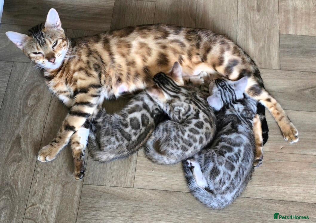 Bengal cats Prince and princesses seeking human slaves - Advert 1