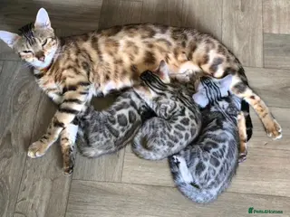 Bengal cats Prince and princesses seeking human slaves - Advert 1