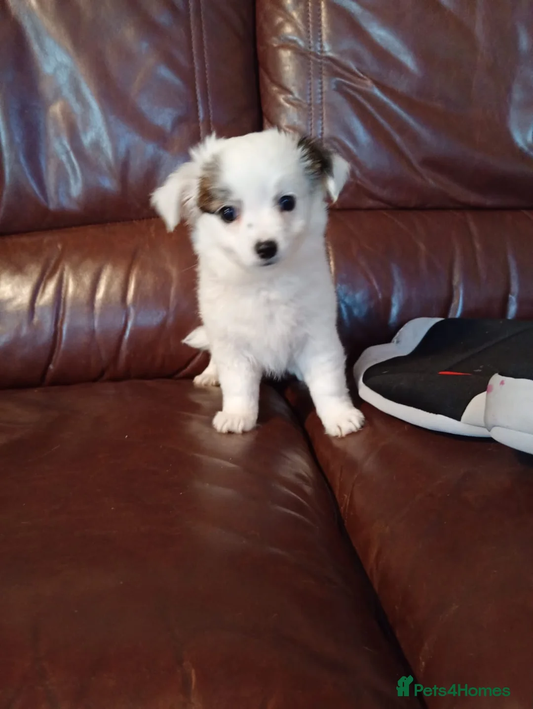 Pomapoo dogs for sale: Pomapoo puppies in Manchester - Advert 8