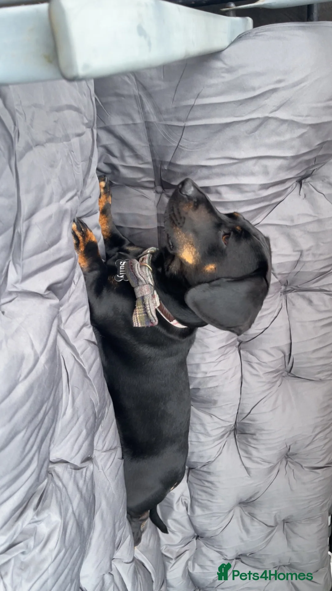 Mixed Breed dogs for sale: Dachshund X frenchie  - Advert 2