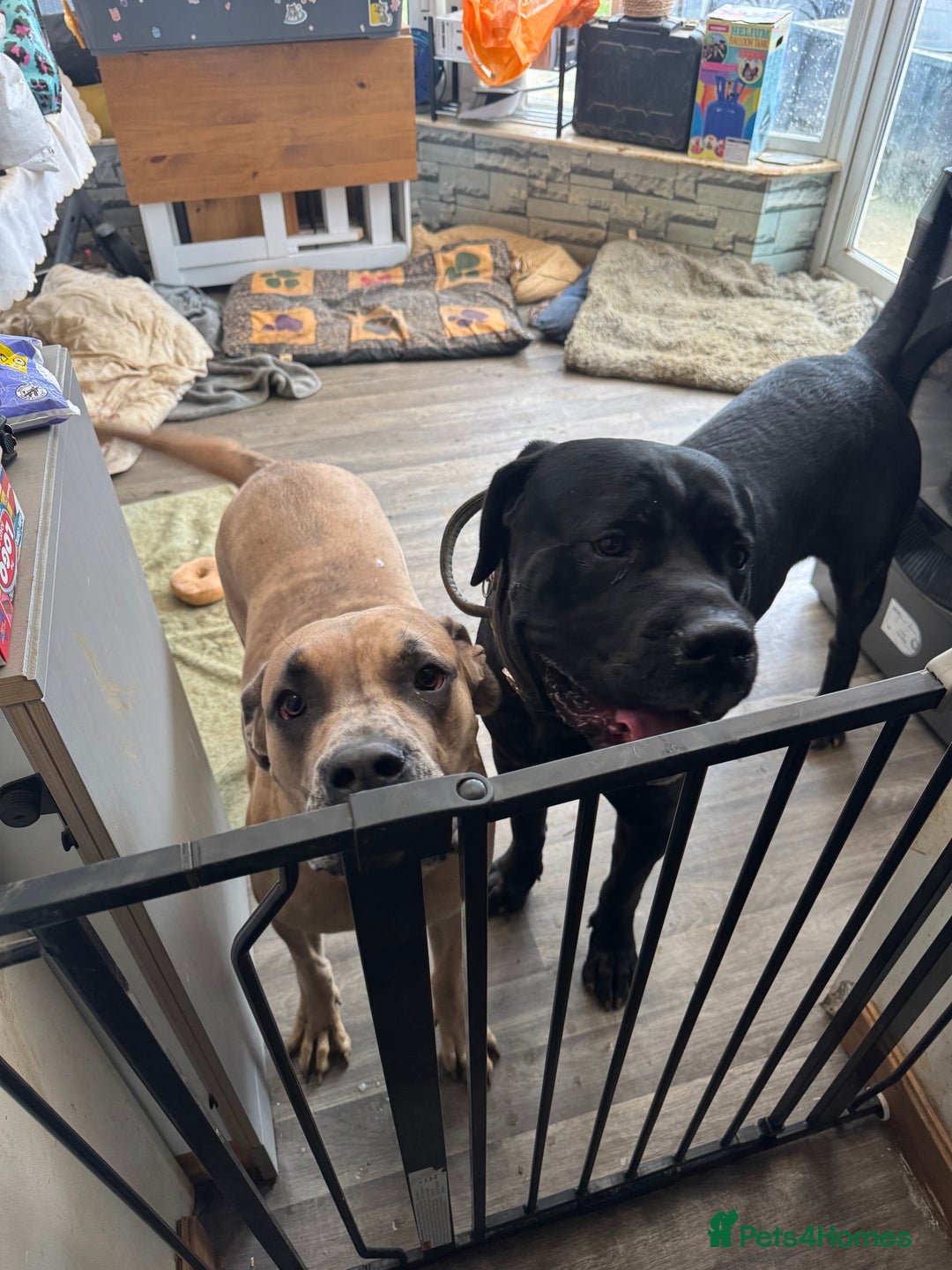 Cane Corso dogs for sale: Beautiful chunky  **  litter  - Advert 4