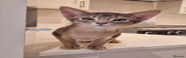 Abyssinian Kitten 2