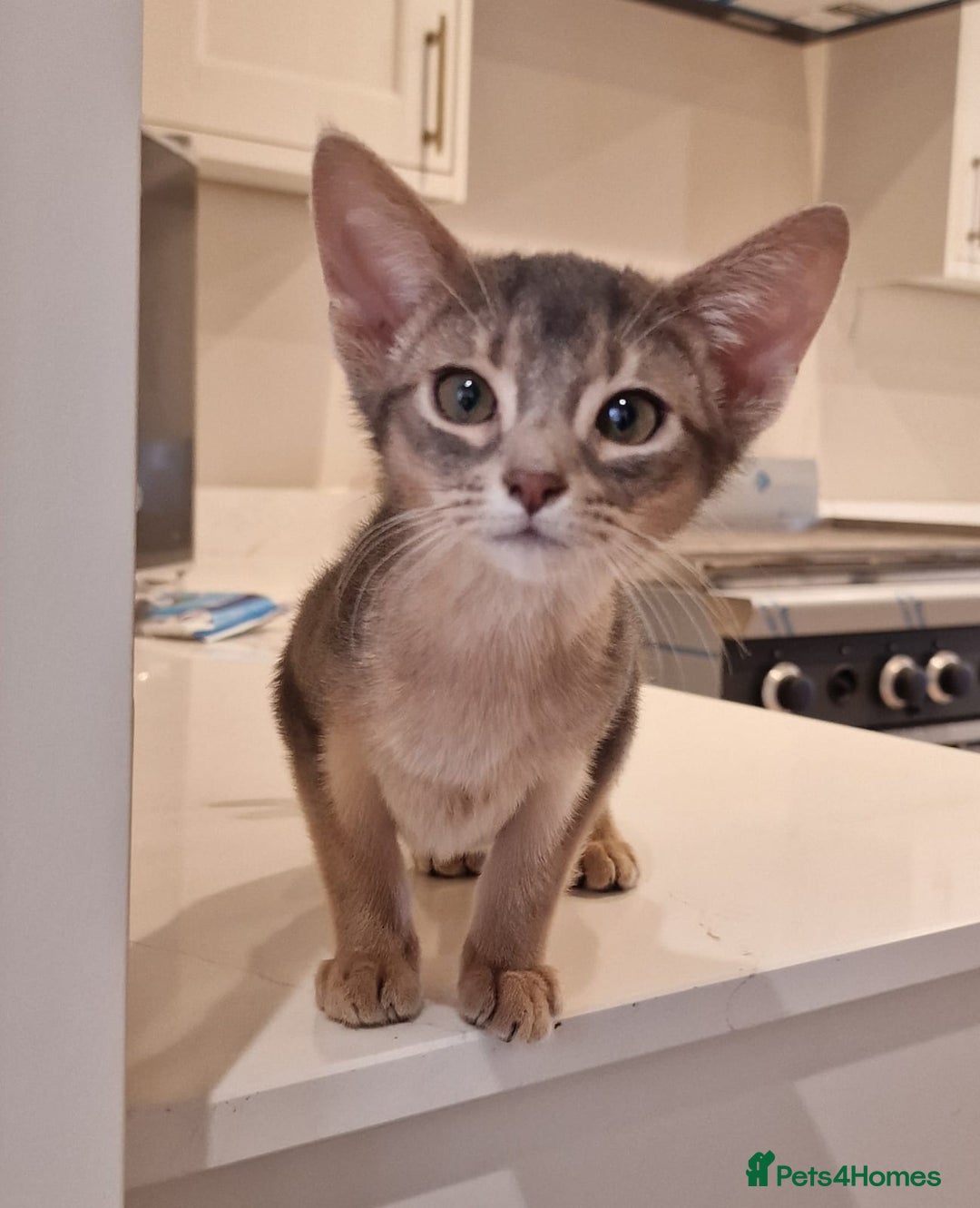 Abyssinian cats for sale: Fawn silver girl, blue boy - Advert 11