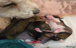 Mixed Breed dogs for sale: One little boy left - Advert 11