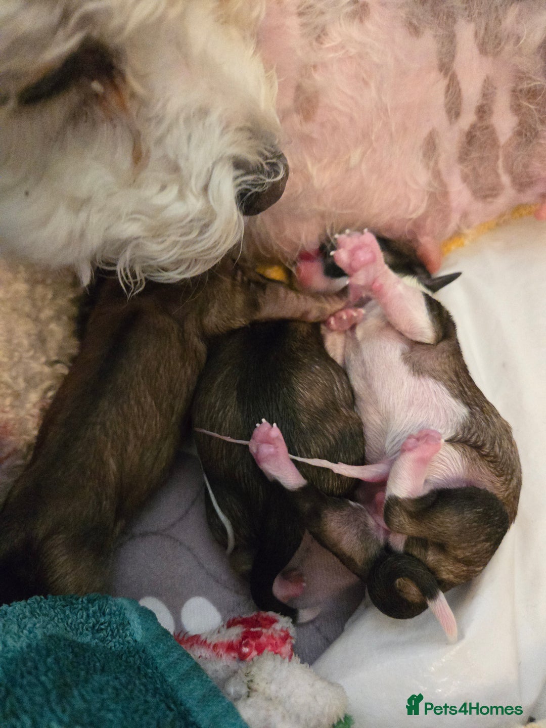 Mixed Breed dogs for sale: One little boy left - Advert 11