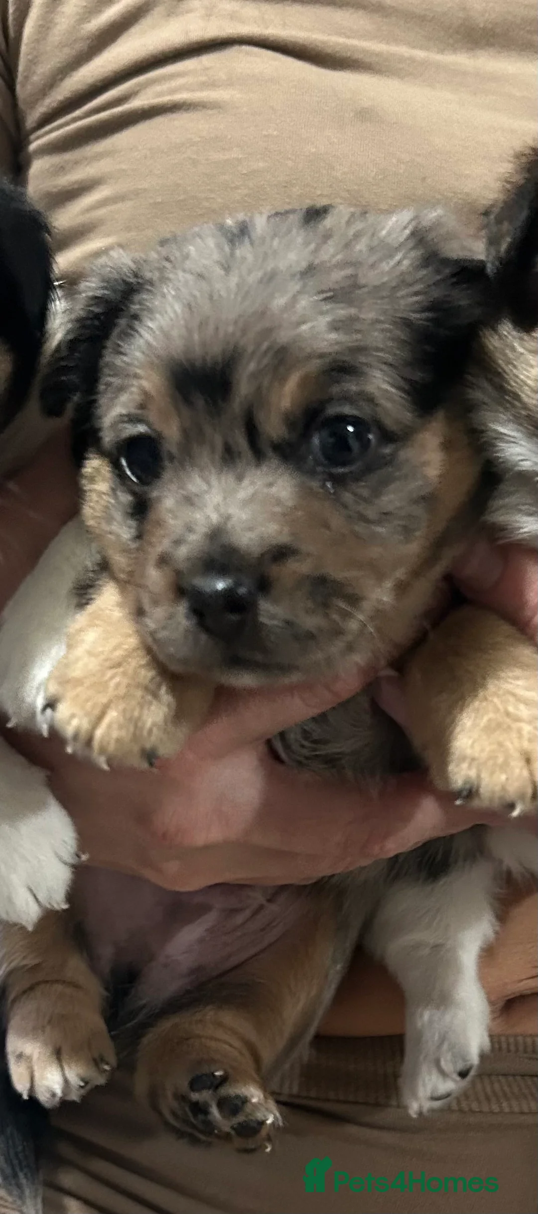 Jack Russell dogs for sale: Beautiful Jack Russell Terrier puppies available  - Advert 7