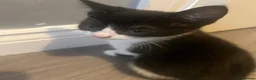 Mixed Breed cats for sale: Tuxedo kittens  - Advert 2