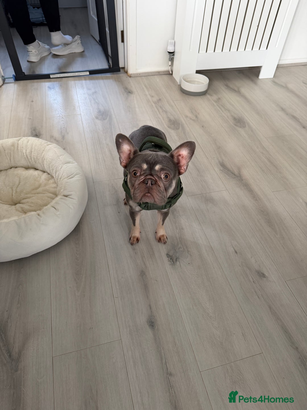 French Bulldog dogs for sale: Female French Bulldog - Advert 6